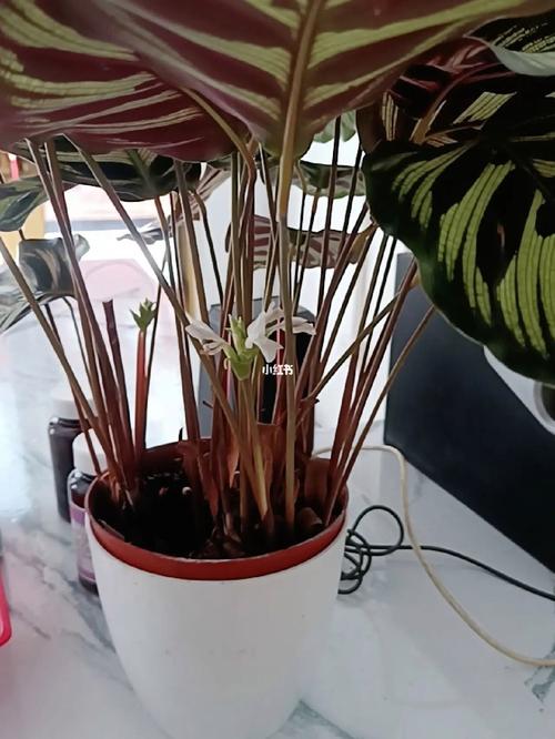 孔雀竹芋开花开花代表什么？孔雀竹芋开花吗？