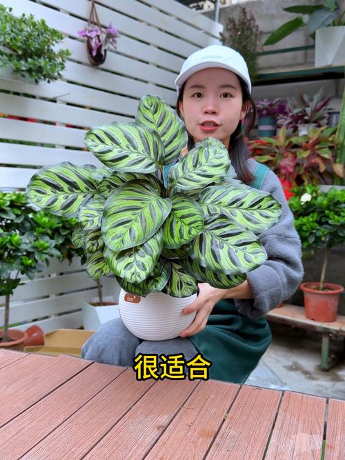 孔雀竹芋开花开花代表什么？孔雀竹芋开花吗？-第2张图片-优品飞百科