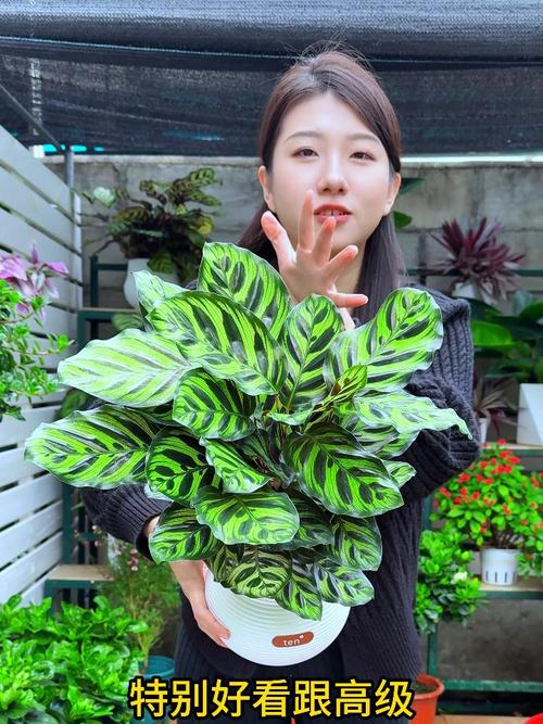 孔雀竹芋开花开花代表什么？孔雀竹芋开花吗？-第3张图片-优品飞百科