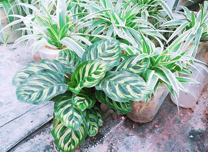 孔雀竹芋开花开花代表什么？孔雀竹芋开花吗？-第4张图片-优品飞百科