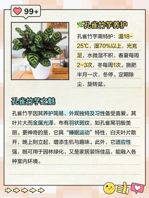 孔雀竹芋开花开花代表什么？孔雀竹芋开花吗？-第5张图片-优品飞百科