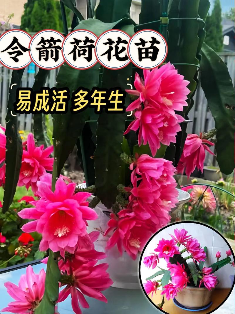 令箭荷花的花语和寓意，有什么传说故事，令箭荷花的花语是否不吉祥？