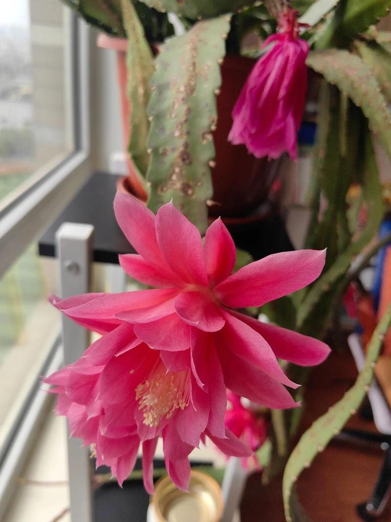 令箭荷花的花语和寓意，有什么传说故事，令箭荷花的花语是否不吉祥？-第2张图片-优品飞百科