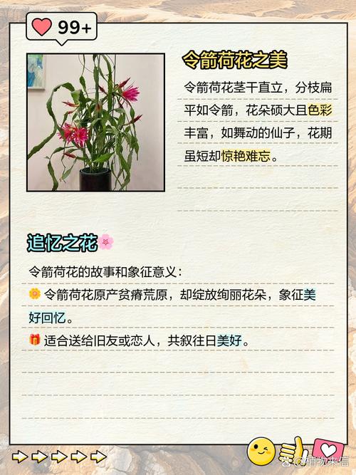 令箭荷花的花语和寓意，有什么传说故事，令箭荷花的花语是否不吉祥？-第3张图片-优品飞百科