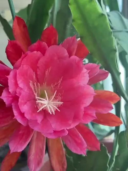 令箭荷花的花语和寓意，有什么传说故事，令箭荷花的花语是否不吉祥？-第4张图片-优品飞百科