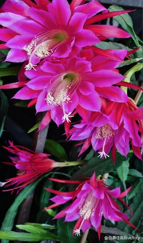 令箭荷花的花语和寓意，有什么传说故事，令箭荷花的花语是否不吉祥？-第5张图片-优品飞百科