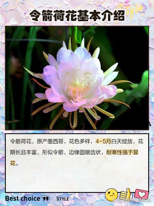 令箭荷花的花语和寓意，有什么传说故事，令箭荷花的花语是否不吉祥？-第6张图片-优品飞百科