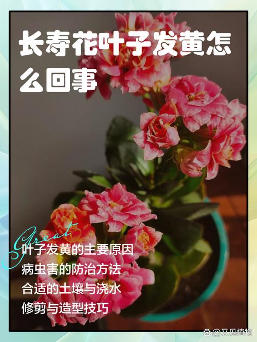 长寿花施肥时间，施肥后叶软发黄怎么办？长寿花施肥注意事项？-第1张图片-优品飞百科