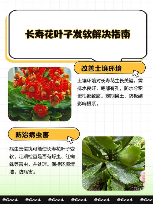 长寿花施肥时间，施肥后叶软发黄怎么办？长寿花施肥注意事项？-第2张图片-优品飞百科