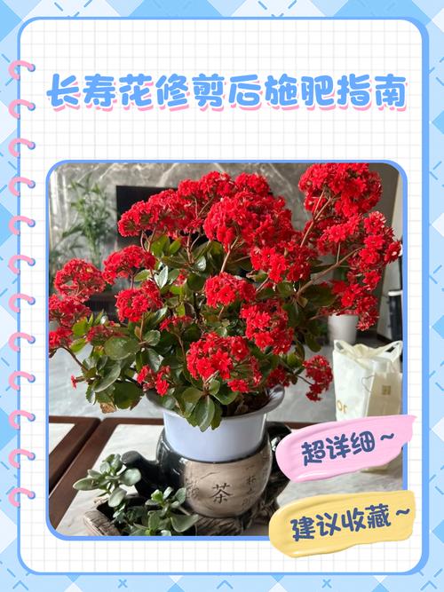 长寿花施肥时间，施肥后叶软发黄怎么办？长寿花施肥注意事项？-第3张图片-优品飞百科