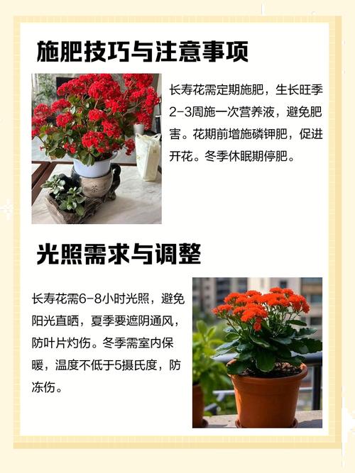 长寿花施肥时间，施肥后叶软发黄怎么办？长寿花施肥注意事项？-第4张图片-优品飞百科