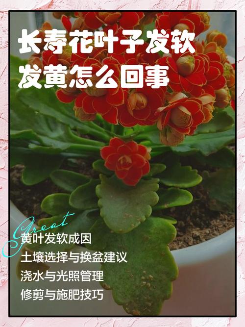 长寿花施肥时间，施肥后叶软发黄怎么办？长寿花施肥注意事项？-第5张图片-优品飞百科