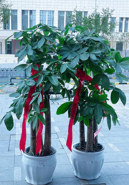 发财树的风水摆放及禁忌，发财树风水摆放六大禁忌切莫犯？