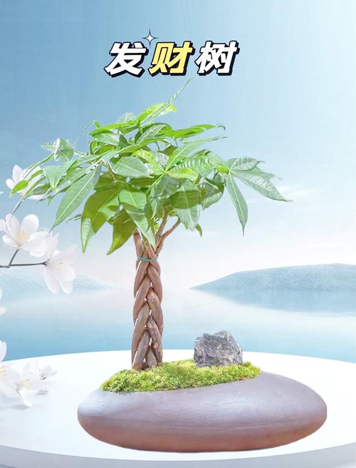 发财树的风水摆放及禁忌，发财树风水摆放六大禁忌切莫犯？-第2张图片-优品飞百科