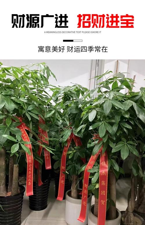 发财树的风水摆放及禁忌，发财树风水摆放六大禁忌切莫犯？-第3张图片-优品飞百科