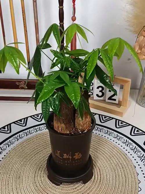 发财树的风水摆放及禁忌，发财树风水摆放六大禁忌切莫犯？-第4张图片-优品飞百科