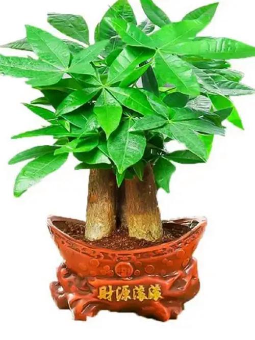 发财树的风水摆放及禁忌，发财树风水摆放六大禁忌切莫犯？-第5张图片-优品飞百科