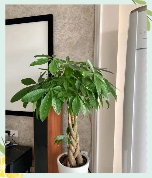 发财树的风水摆放及禁忌，发财树风水摆放六大禁忌切莫犯？-第6张图片-优品飞百科