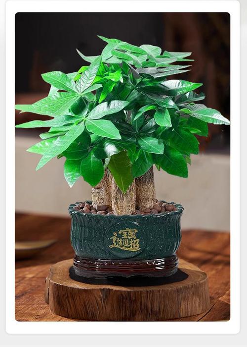 发财树的风水摆放及禁忌，发财树风水摆放六大禁忌切莫犯？-第7张图片-优品飞百科