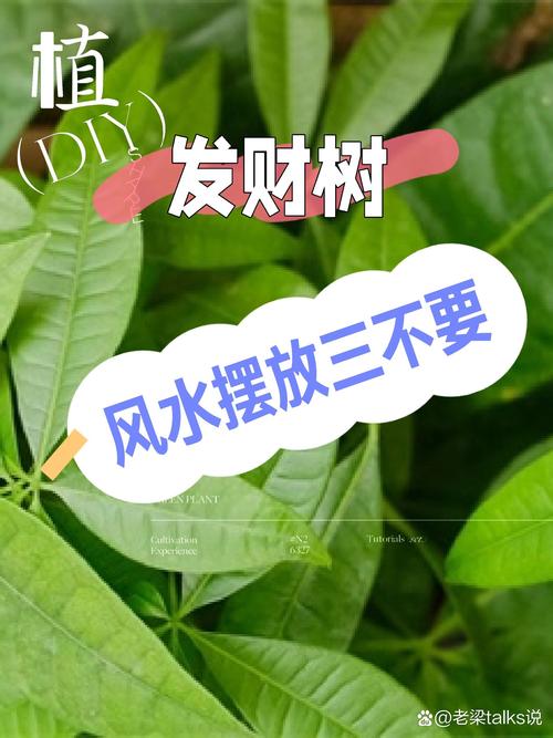 发财树的风水摆放及禁忌，发财树风水摆放六大禁忌切莫犯？-第8张图片-优品飞百科