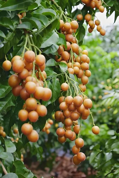 黄皮水果种类大全，黄皮水果图片大全名字？