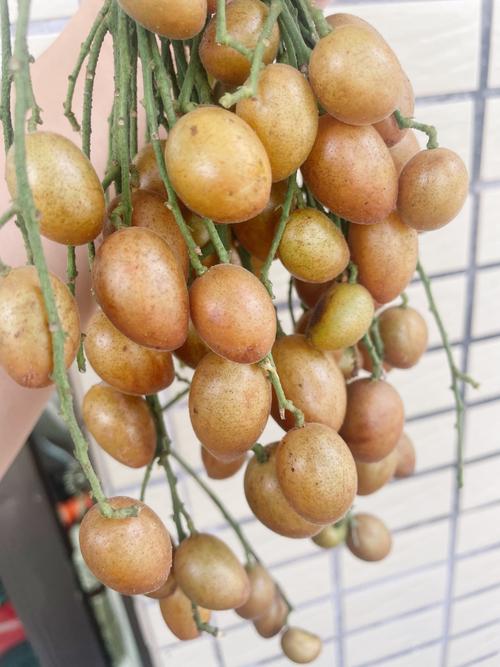 黄皮水果种类大全，黄皮水果图片大全名字？-第2张图片-优品飞百科