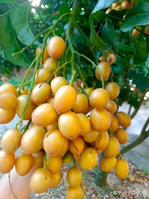 黄皮水果种类大全，黄皮水果图片大全名字？-第3张图片-优品飞百科