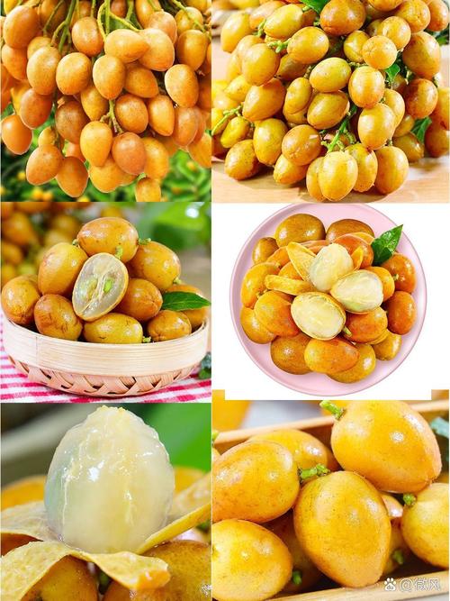 黄皮水果种类大全，黄皮水果图片大全名字？-第4张图片-优品飞百科
