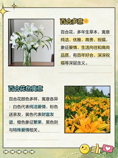 百合花花语,百合花代表什么意思,百合花花语代表什么象征意义?-第3张图片-优品飞百科 百合花花语,百合花代表什么意思,百合花花语代表什么象征意义?-第3张图片-优品飞百科