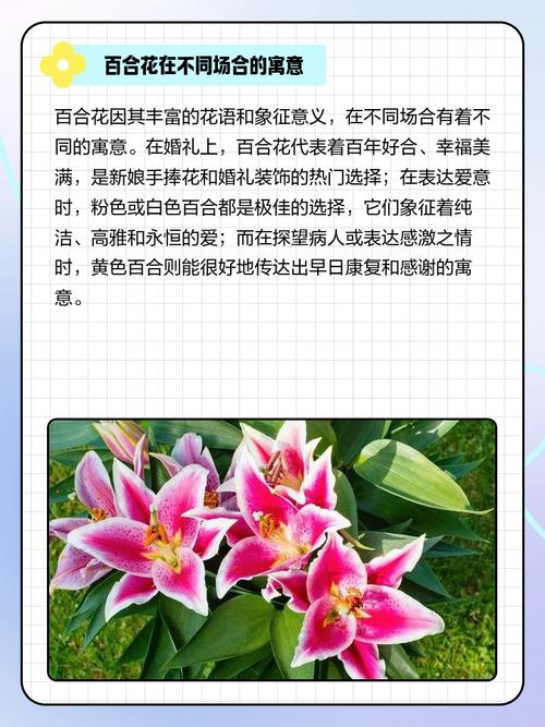 百合花花语,百合花代表什么意思,百合花花语代表什么象征意义?-第4张图片-优品飞百科 百合花花语,百合花代表什么意思,百合花花语代表什么象征意义?-第4张图片-优品飞百科