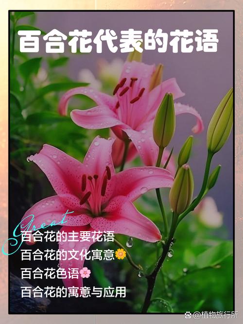 百合花花语,百合花代表什么意思,百合花花语代表什么象征意义?-第5张图片-优品飞百科 百合花花语,百合花代表什么意思,百合花花语代表什么象征意义?-第5张图片-优品飞百科