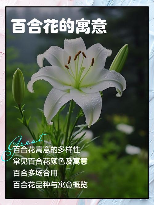 百合花花语,百合花代表什么意思,百合花花语代表什么象征意义?-第6张图片-优品飞百科 百合花花语,百合花代表什么意思,百合花花语代表什么象征意义?-第6张图片-优品飞百科