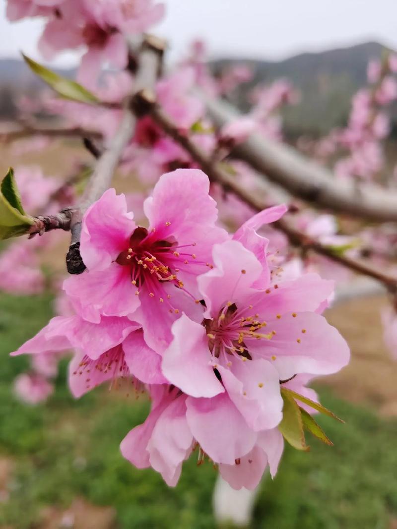 桃花什么时候开，桃花图片，桃花什么时候才开花-第1张图片-优品飞百科