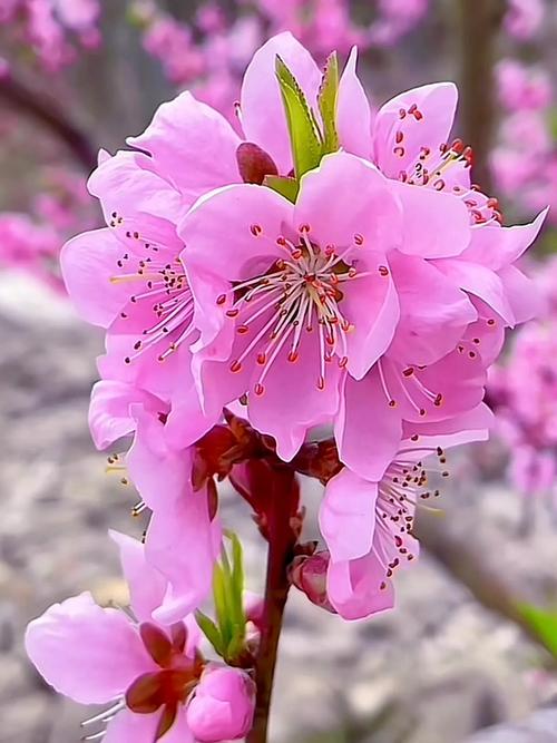 桃花什么时候开，桃花图片，桃花什么时候才开花-第3张图片-优品飞百科