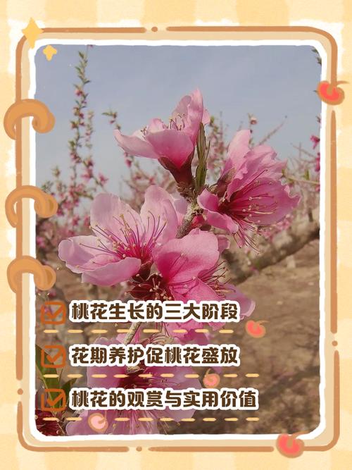 桃花什么时候开，桃花图片，桃花什么时候才开花-第2张图片-优品飞百科