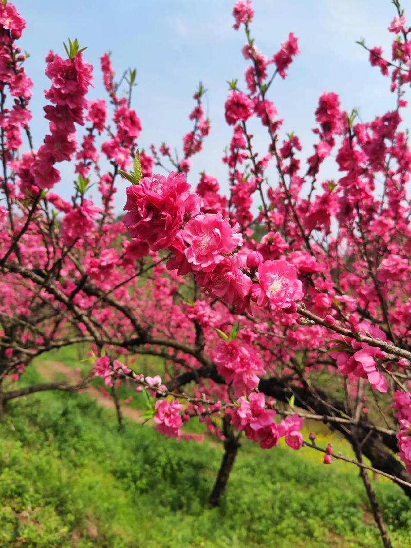 桃花什么时候开，桃花图片，桃花什么时候才开花-第4张图片-优品飞百科