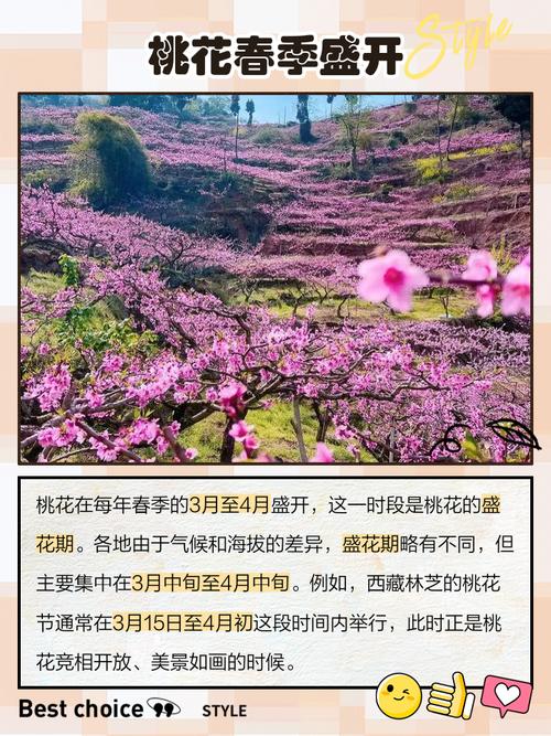 桃花什么时候开，桃花图片，桃花什么时候才开花-第6张图片-优品飞百科