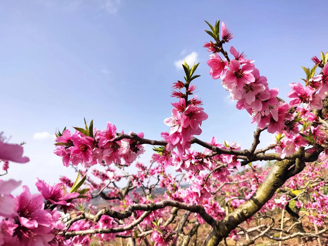 桃花什么时候开，桃花图片，桃花什么时候才开花-第7张图片-优品飞百科