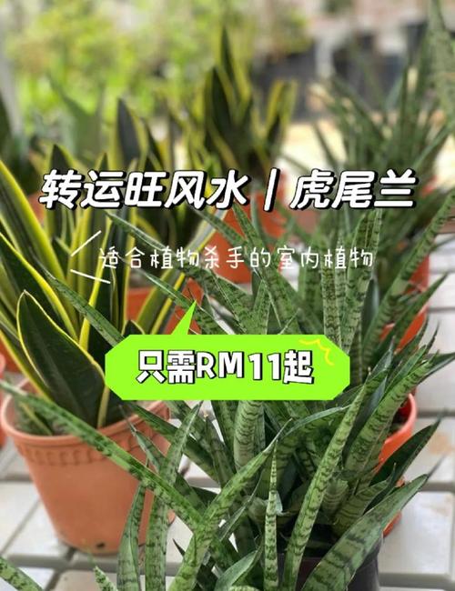 虎皮兰的作用,虎皮兰的作用和风水有很大关系吗?-第1张图片-优品飞百科 虎皮兰的作用,虎皮兰的作用和风水有很大关系吗?-第1张图片-优品飞百科