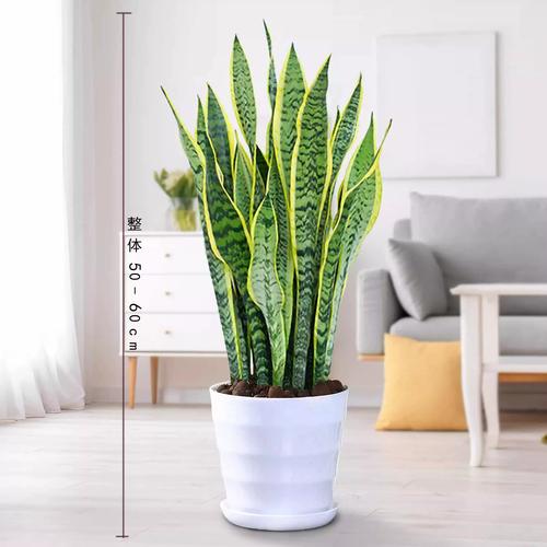 虎皮兰的作用,虎皮兰的作用和风水有很大关系吗?-第2张图片-优品飞百科 虎皮兰的作用,虎皮兰的作用和风水有很大关系吗?-第2张图片-优品飞百科