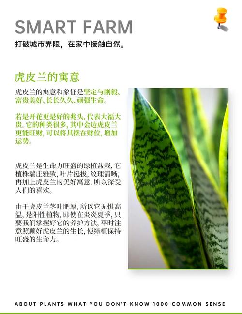 虎皮兰的作用,虎皮兰的作用和风水有很大关系吗?-第3张图片-优品飞百科 虎皮兰的作用,虎皮兰的作用和风水有很大关系吗?-第3张图片-优品飞百科