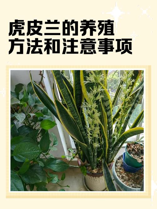 虎皮兰的作用,虎皮兰的作用和风水有很大关系吗?-第5张图片-优品飞百科 虎皮兰的作用,虎皮兰的作用和风水有很大关系吗?-第5张图片-优品飞百科