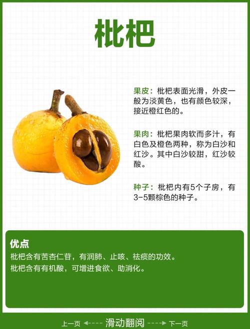 枇杷果的功效与作用,枇杷果的功效与作用的功能-第3张图片-优品飞百科 枇杷果的功效与作用,枇杷果的功效与作用的功能-第3张图片-优品飞百科