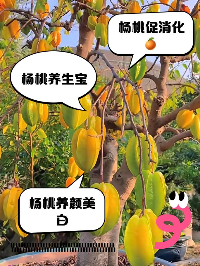 杨桃的功效与作用，新鲜杨桃的功效与作用？-第4张图片-优品飞百科