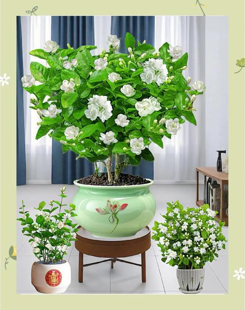 茉莉养在家中风水好吗（附风水好的植物推荐），茉莉花家里养好吗?？-第2张图片-优品飞百科
