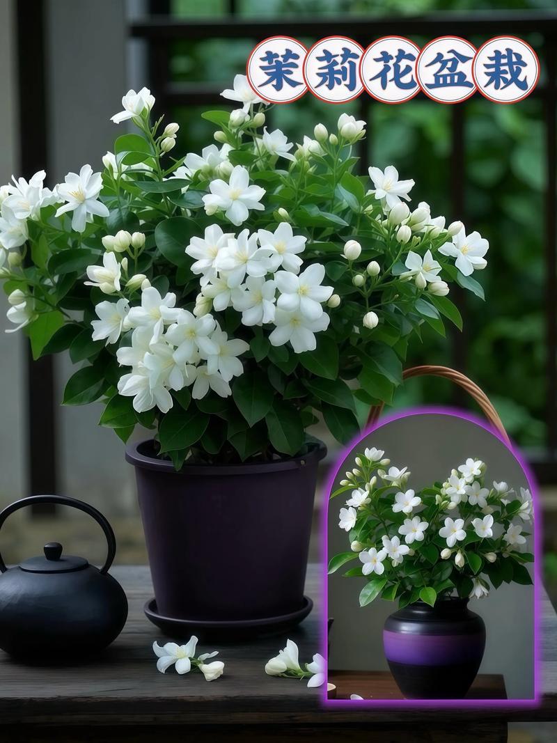 茉莉养在家中风水好吗（附风水好的植物推荐），茉莉花家里养好吗?？-第3张图片-优品飞百科