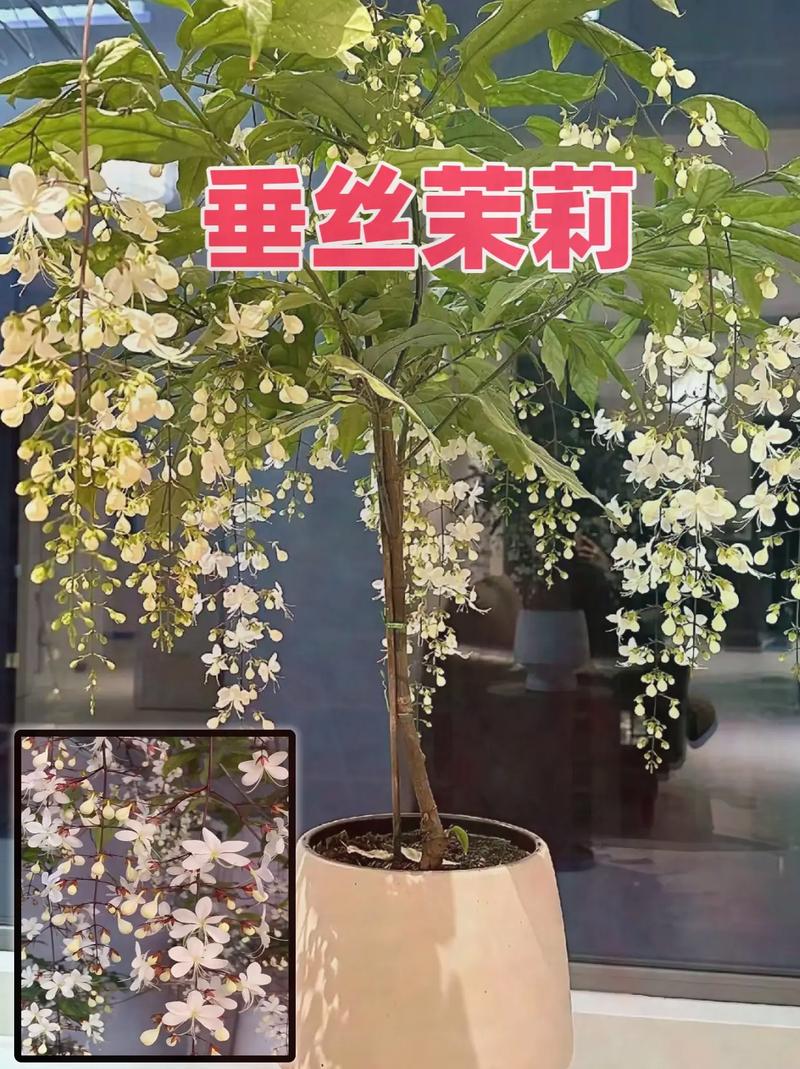 茉莉养在家中风水好吗（附风水好的植物推荐），茉莉花家里养好吗?？-第4张图片-优品飞百科