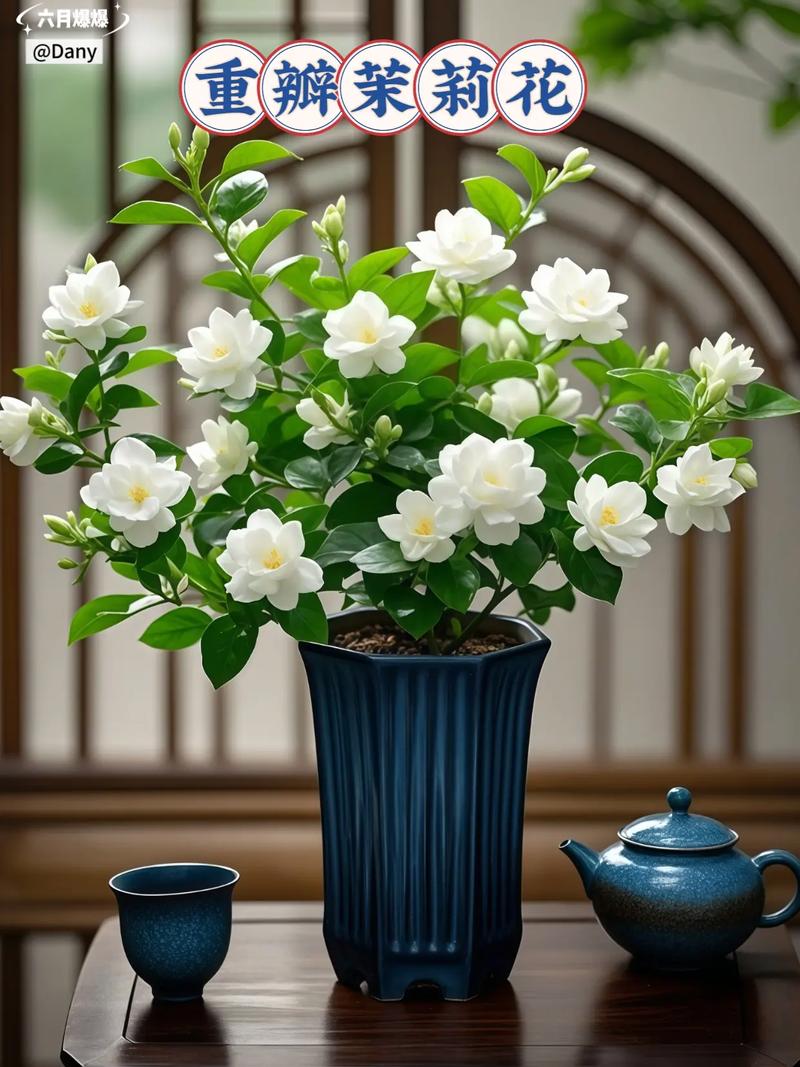 茉莉养在家中风水好吗（附风水好的植物推荐），茉莉花家里养好吗?？-第6张图片-优品飞百科