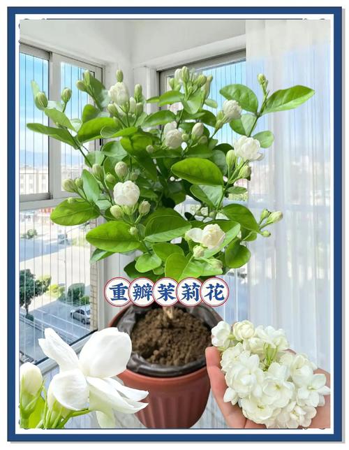 茉莉养在家中风水好吗（附风水好的植物推荐），茉莉花家里养好吗?？-第7张图片-优品飞百科