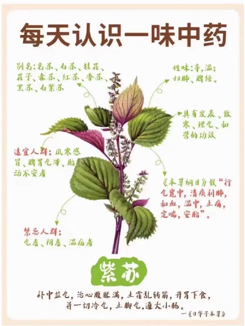 紫苏的功效与作用，紫苏的功效与作用与主治-第3张图片-优品飞百科